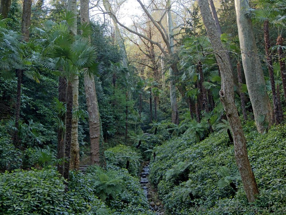 Tremezzo (Como) - Dettaglio del parco di Villa Carlotta